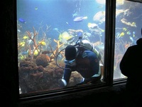 Bonifide Aquarium Diver, Finally!