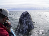 Baja Gray Whale Trip Planning