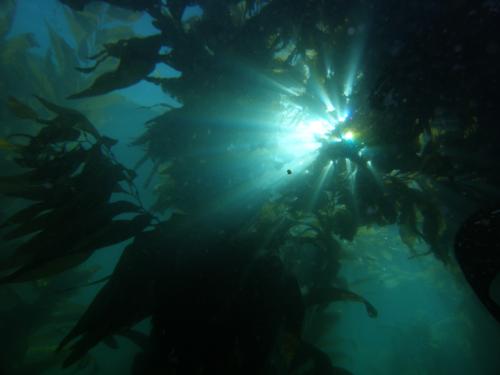 Kelp Usage