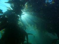 Channel Islands Dive Trip Report