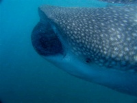 Baja whale shark trip report
