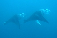 Diving in Fiji Blog