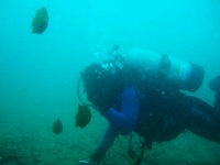 Another Shaws cove dive