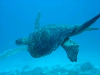 looking for divers for Galapagos dive trip