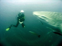 Whale Shark Encounter