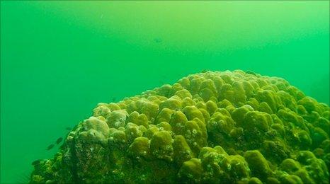 Toxic algae rapidly kills coral