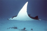 Manta Ray Diving In Costa Rica