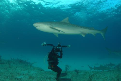 2012 Tiger shark expedition, Bahamas