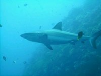 Palau Diving 14-19 Feb