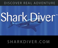 Underwater Thrills: Swimming With Sharks