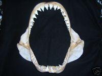 White Shark Jaws for Sale eBay
