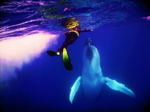 Humpback whales play with divers