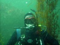 Diving Monterey
