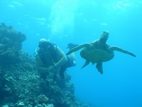 Hawaii Scuba Divers Dive Blog