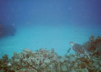 Grand Cayman - Cobalt Coast/Dive Tech
