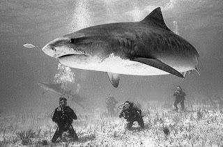 Wanna go Tiger Shark diving in 2013?