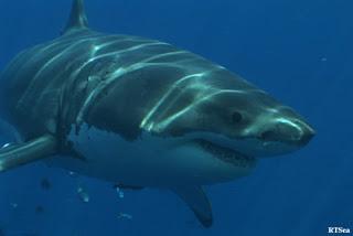 Sharks At Risk In Australia: tagged sharks may be victims of Western Australia hysteria