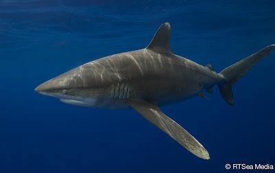 Filmmaker’s Journal: Oceanic whitetip sharks