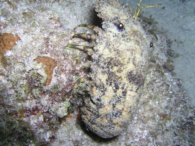 Hawksbill Reef North - Slipper Lobster