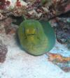 Green Moray on Tortugas reef - LatitudeAdjustment