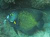 Porcos Island - Pomacanthus paru - French Angel Fish - Frade