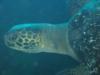 Pacific Green Sea Turtle - cpjmazz
