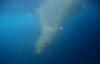 Isla Bartolomé - Stealthy Sea Lion playing peek-a-boo
