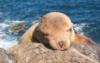 Juvenile sea lion resting on mom’s back - cpjmazz
