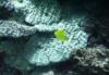 East Zamami-jima - Longnose butterflyfish