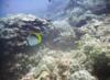 Reef & butterfly fish - joshmurphy