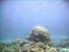 Cornetfish school on reef - joshmurphy