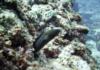 Kuroshima Minami - Green moray eel