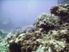 Kuroshima Minami - Corals