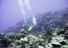 Kuroshima Minami - Divers enjoy the reef