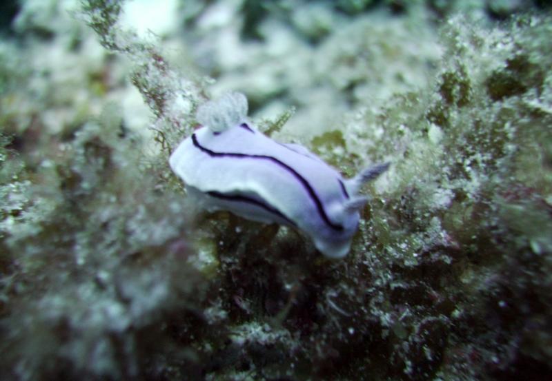 Kuroshima Minami - Purple & black nudibranch