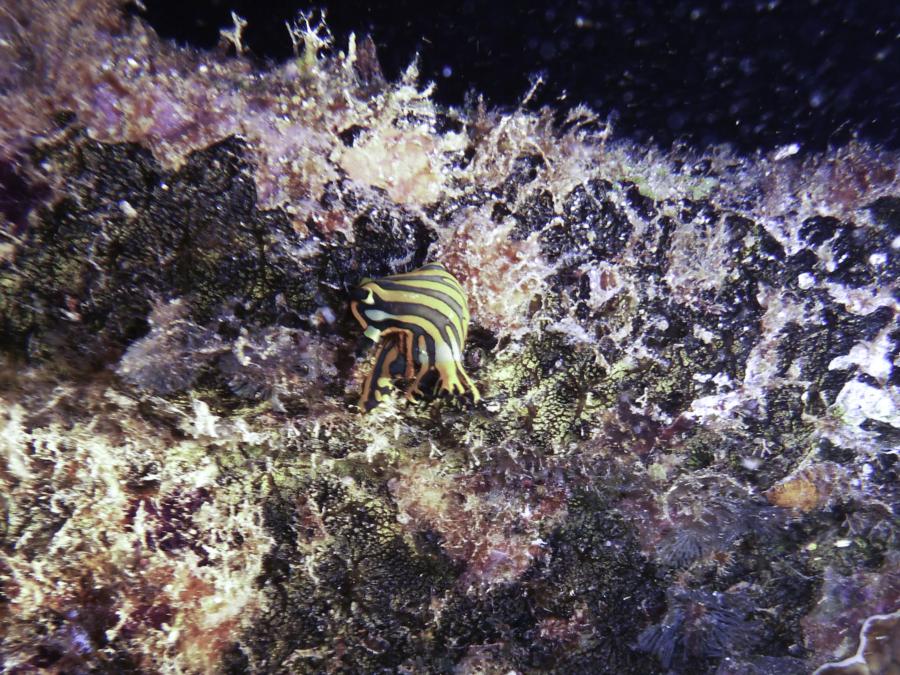 Machchafushi Wreck - Nudibranch