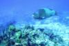 Cedral Pass/Shallows - Large Parrotfish