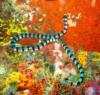 resident banded sea snake