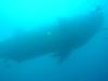 Whaleshark, Darwin Is. Galapagos 2005