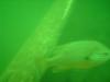 Fish at Beaver Lake Arkansas - scubaman24