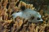 Ghost Pufferfish, GBR (AU)