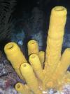 Tube sponges on the night dive