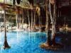 Cenotes The Sacred Waters of the Riviera Maya 