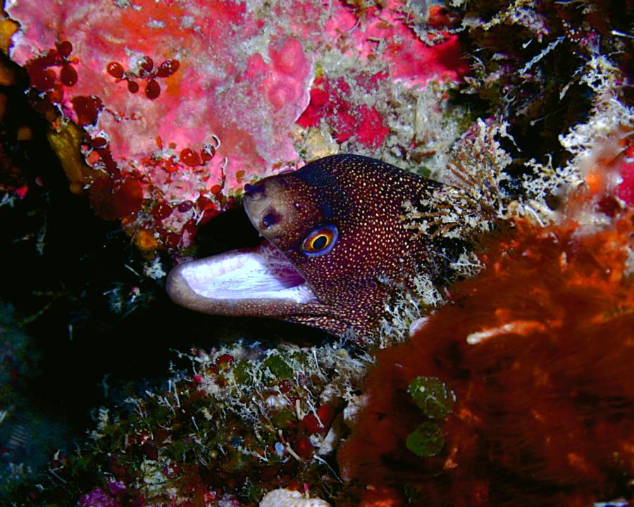 The Maze - Spotted Moray says "Hey!"