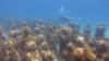 Manchones Reef Mujeres Underwater Museum aka MUSA