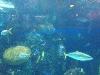 Under the Sea - Denver Downtown Aquarium - Dining Room 02