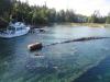 Above water view of Sweepstakes wreck in Big Tub Harbour.