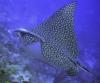 Spotted Eagle Ray  Belize