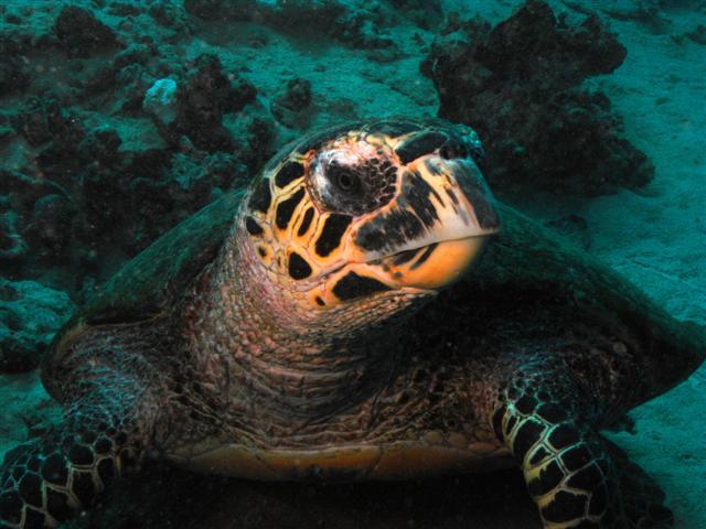 up close with a turtle in Tahiti 09