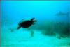 shark dive in the bahamas